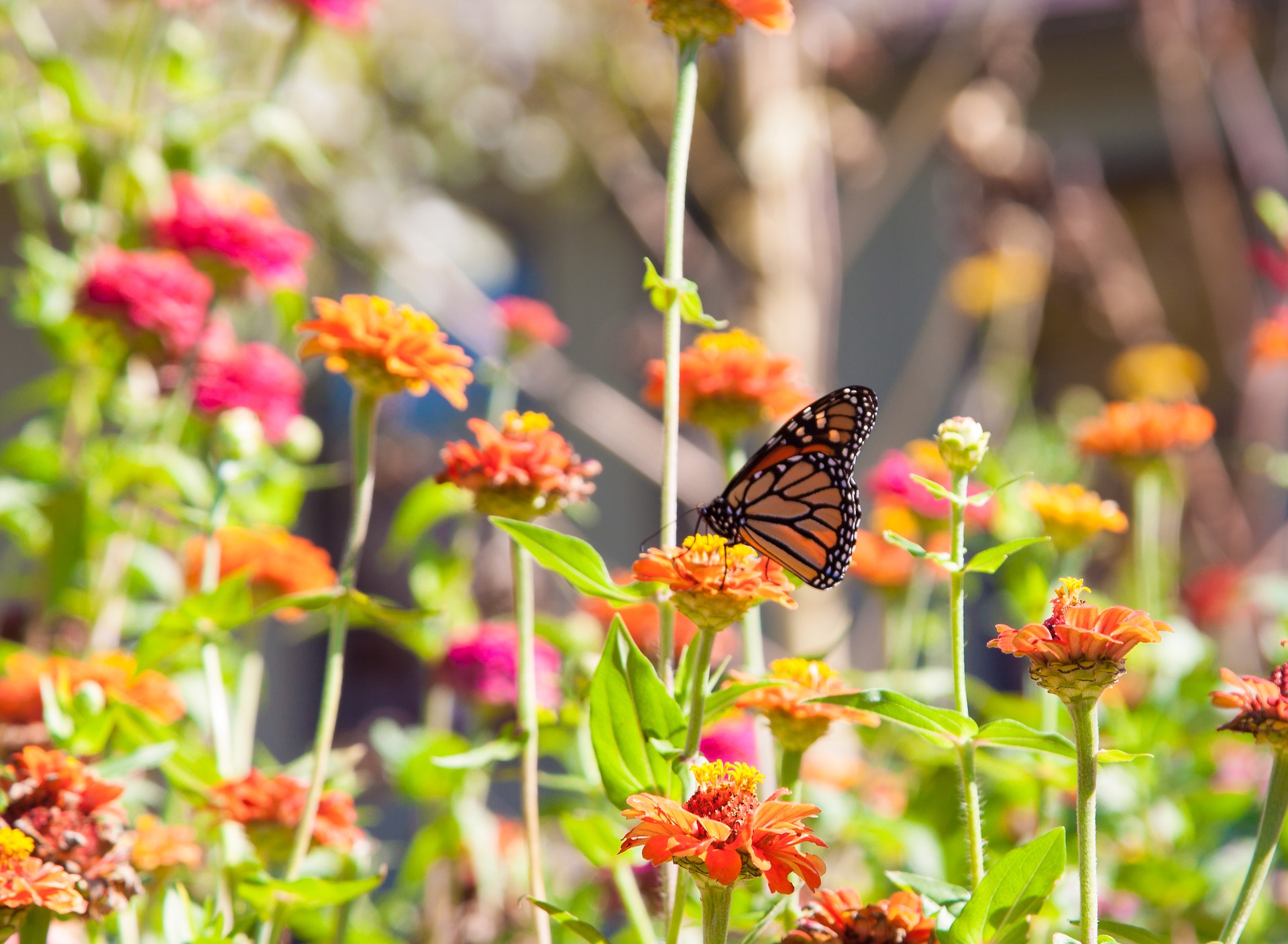 nature-schmetterling