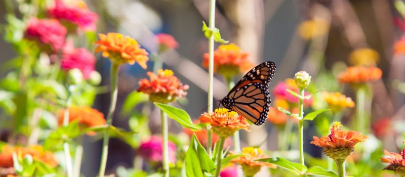 nature-schmetterling nature-schmetterling