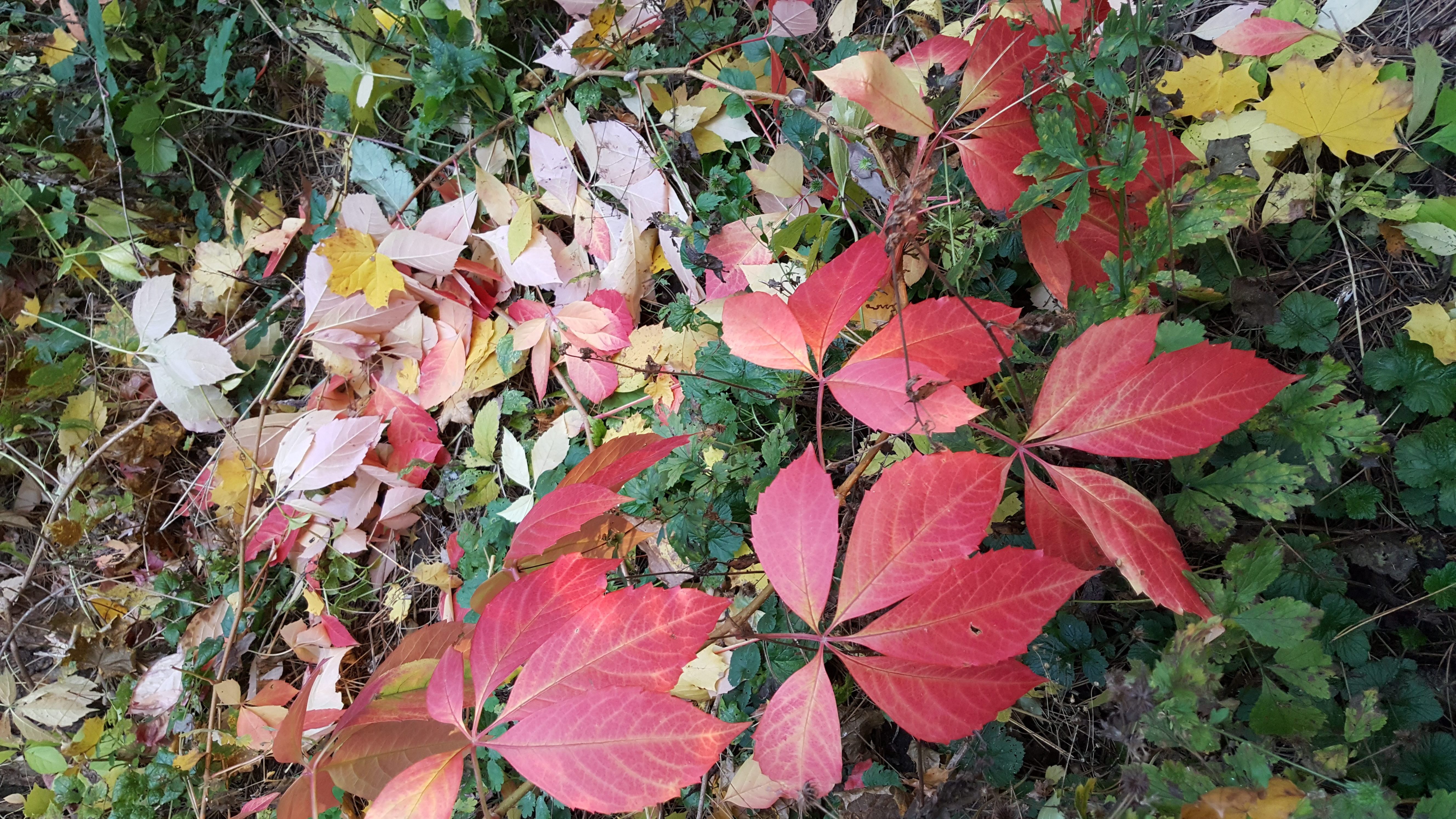 20171018_170608 20171018_170608